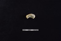 藏品(陶把)的圖片